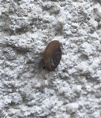Gastropoda