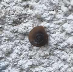 Gastropoda