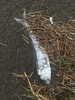 Saposhnikovi Shad - Photo (c) Dmitry Ivanov, some rights reserved (CC BY-NC), uploaded by Dmitry Ivanov