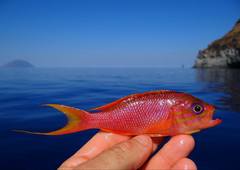 Anthias anthias