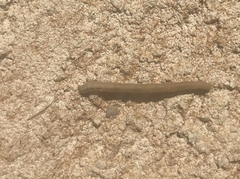 Geometridae
