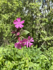 Silene dioica