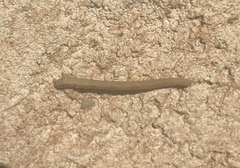 Geometridae