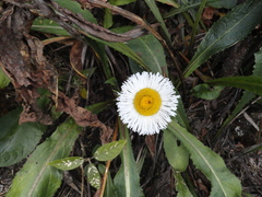 Leptostelma