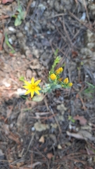 Blackstonia perfoliata