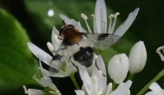 Leucozona lucorum