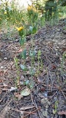 Blackstonia perfoliata