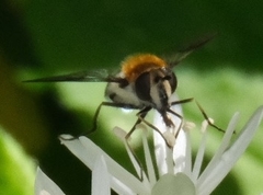 Leucozona lucorum