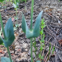 Blackstonia perfoliata