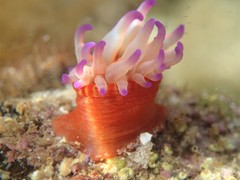 Epiactis australiensis