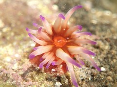 Epiactis australiensis