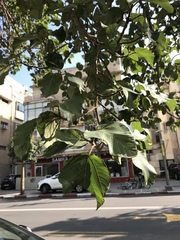 Ficus palmata