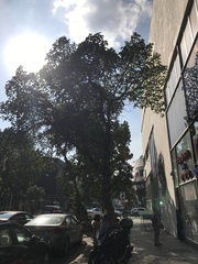 Ficus palmata
