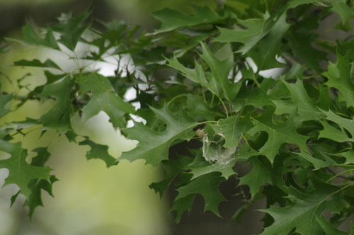 Image of Quercus texana by (c) Eric Knight, some rights reserved (CC BY)