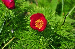 Paeonia tenuifolia
