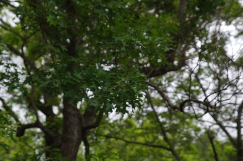 Image of Quercus texana by (c) Eric Knight, some rights reserved (CC BY)