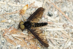Chrysopilus connexus