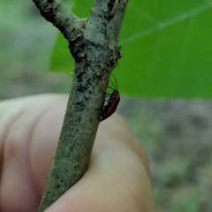 Tropidosteptes cardinalis