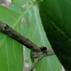 Tropidosteptes cardinalis
