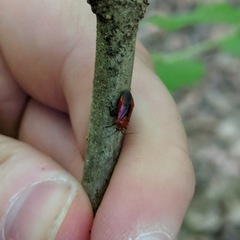 Tropidosteptes cardinalis