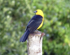 Gymnomystax mexicanus