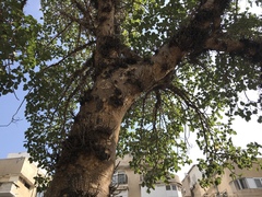 Ficus palmata