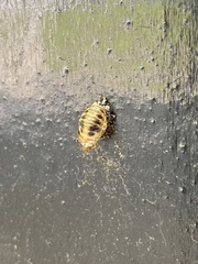 Harmonia axyridis