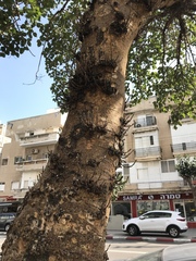 Ficus palmata