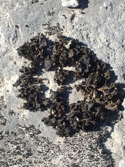 Lathagrium undulatum