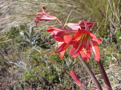 Hippeastrum morelianum