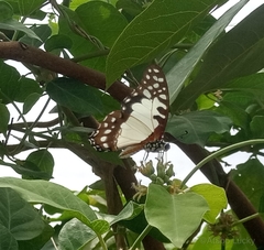 Graphium angolanus