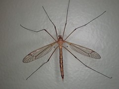 Tipula tephrocephala