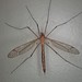 Tipula tephrocephala - Photo (c) Eric Knopf, algunos derechos reservados (CC BY-NC), subido por Eric Knopf