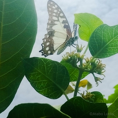 Graphium angolanus