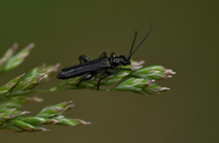 Oedemera atrata