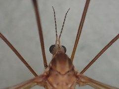 Tipula tephrocephala