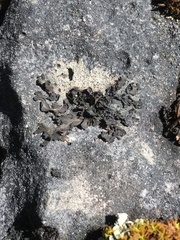 Lathagrium undulatum