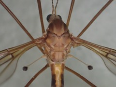 Tipula tephrocephala