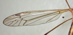 Tipula tephrocephala