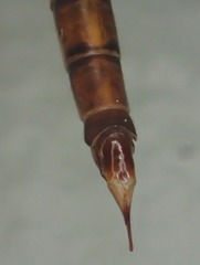 Tipula tephrocephala