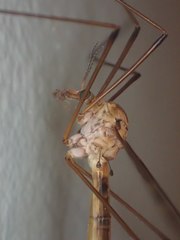 Tipula tephrocephala