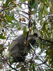 Cercopithecus mitis