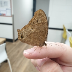 Melanitis leda