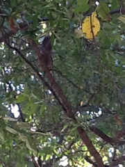 Sciurus carolinensis