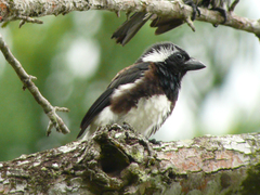 Stactolaema leucotis