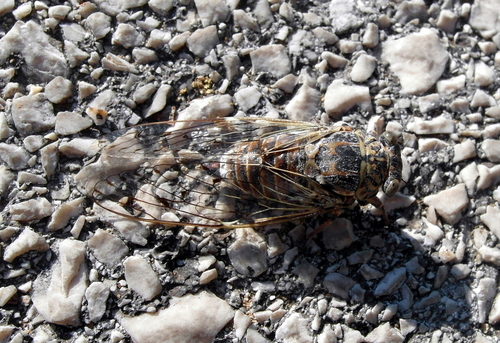 cikáda jaseňová (Cicada orni)