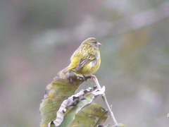 Crithagra hyposticta