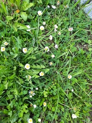 Bellis perennis