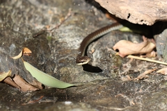 Dendrelaphis calligaster