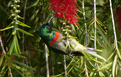 Cinnyris usambaricus